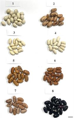 Phaseolus vulgaris mutants reveal variation in the nuclear genome